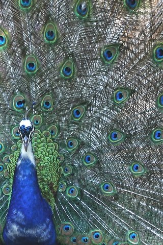 Обои павлин, peacock разрешение 1920x1262 Загрузить