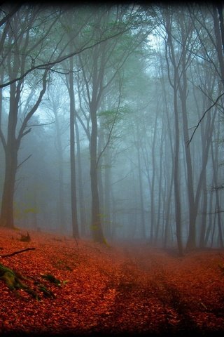 Обои дорога, деревья, природа, лес, листья, туман, осень, пасмурно, road, trees, nature, forest, leaves, fog, autumn, overcast разрешение 2560x1600 Загрузить