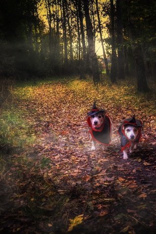 Обои лес, собаки, хеллоуин, forest, dogs, halloween разрешение 3840x2160 Загрузить