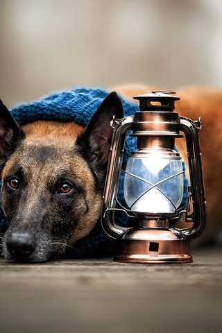 Обои морда, взгляд, собака, фонарь, малинуа, бельгийская овчарка, face, look, dog, lantern, malinois, belgian shepherd разрешение 2048x1367 Загрузить
