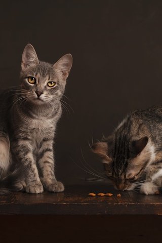 Обои мордочка, взгляд, котенок, кошки, котята, корм, muzzle, look, kitty, cats, kittens, food разрешение 2000x1333 Загрузить
