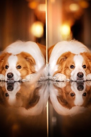 Обои отражение, взгляд, собака, reflection, look, dog разрешение 2048x1365 Загрузить