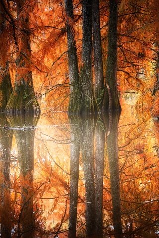 Обои вода, природа, лес, листья, отражение, туман, осень, солнечный свет, water, nature, forest, leaves, reflection, fog, autumn, sunlight разрешение 2048x1266 Загрузить