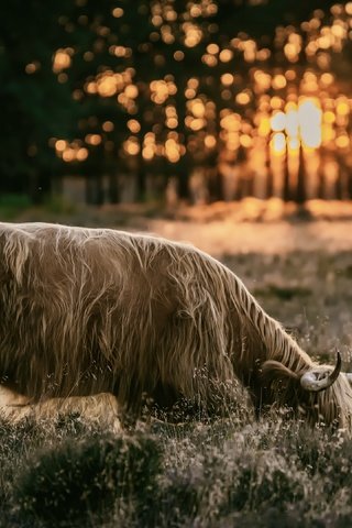 Обои природа, закат, скот, nature, sunset, cattle разрешение 3840x2160 Загрузить