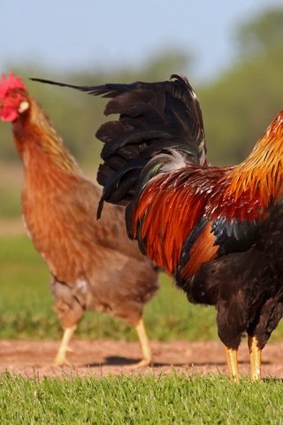 Обои птицы, парочка, курица, петух, birds, a couple, chicken, cock разрешение 4040x2426 Загрузить
