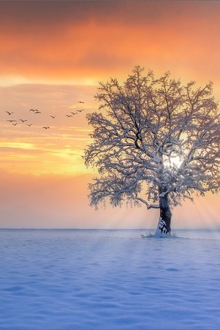 Обои снег, дерево, закат, зима, лучи, птицы, snow, tree, sunset, winter, rays, birds разрешение 2000x1337 Загрузить