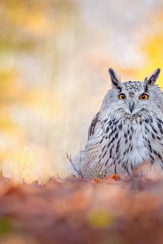 Обои сова, природа, листья, взгляд, осень, птица, боке, филин, owl, nature, leaves, look, autumn, bird, bokeh разрешение 2000x1334 Загрузить