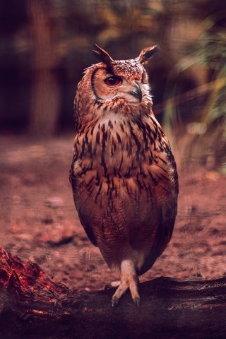 Обои сова, птица, темный фон, бревно, боке, филин, owl, bird, the dark background, log, bokeh разрешение 4255x2837 Загрузить