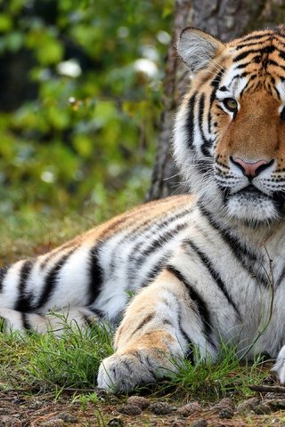 Обои тигр, природа, лежит, tiger, nature, lies разрешение 3840x2160 Загрузить