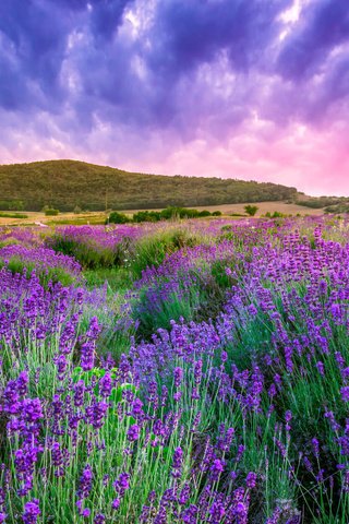 Обои цветы, восход, пейзаж, поле, лаванда, венгрия, flowers, sunrise, landscape, field, lavender, hungary разрешение 2560x1600 Загрузить