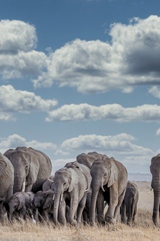 Обои африка, слоны, africa, elephants разрешение 3840x2160 Загрузить