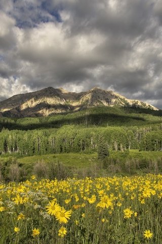 Обои цветы, горы, луг, желтые, flowers, mountains, meadow, yellow разрешение 2000x1314 Загрузить