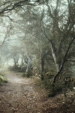 Обои дорога, лес, туман, road, forest, fog разрешение 3840x2160 Загрузить