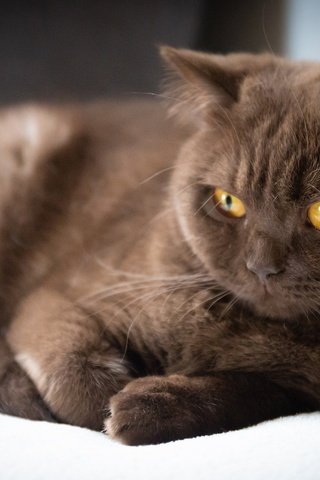 Обои кот, кошка, взгляд, котенок, британский, желтые глаза, cat, look, kitty, british, yellow eyes разрешение 2560x1707 Загрузить