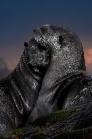 Обои любовь, парочка, выдры, love, a couple, otters разрешение 4000x2977 Загрузить