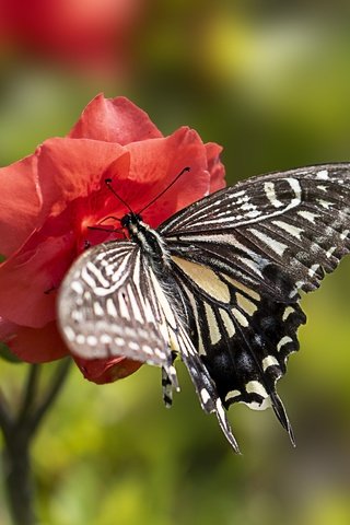 Обои макро, цветок, лето, бабочка, macro, flower, summer, butterfly разрешение 5472x3648 Загрузить