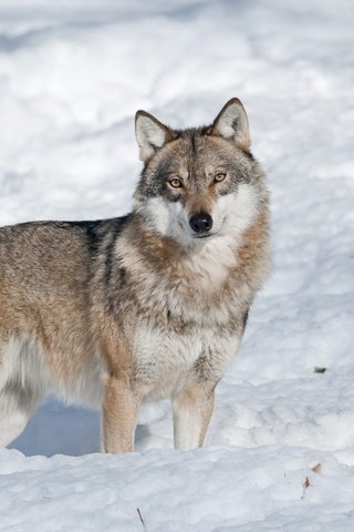 Обои морда, снег, зима, взгляд, волк, face, snow, winter, look, wolf разрешение 2000x1328 Загрузить