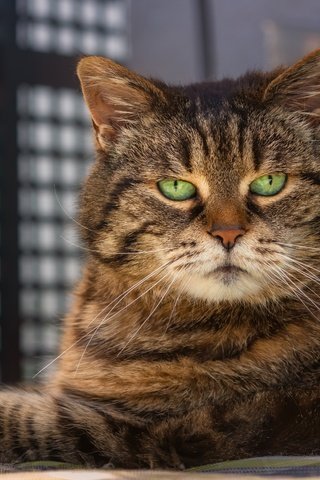 Обои портрет, кот, мордочка, взгляд, portrait, cat, muzzle, look разрешение 6000x4000 Загрузить