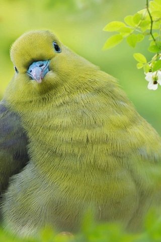 Обои природа, зелень, ветки, листва, птица, тайвань, fuyi chen, nature, greens, branches, foliage, bird, taiwan разрешение 2000x1331 Загрузить