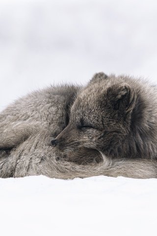 Обои снег, природа, зима, поза, сон, спит, хвост, песец, snow, nature, winter, pose, sleep, sleeping, tail, fox разрешение 6000x4000 Загрузить