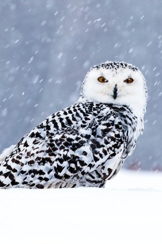 Обои сова, снег, зима, взгляд, птица, боке, снегопад, полярная сова, owl, snow, winter, look, bird, bokeh, snowfall, snowy owl разрешение 5472x3648 Загрузить