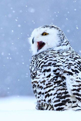 Обои сова, снегопад, снег, полярная сова, зима, пёстрая, взгляд, птица, клюв, голубой фон, крик, owl, snowfall, snow, snowy owl, winter, motley, look, bird, beak, blue background, creek разрешение 4876x3641 Загрузить