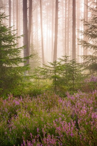 Обои свет, цветы, природа, лес, елки, light, flowers, nature, forest, tree разрешение 2499x1932 Загрузить