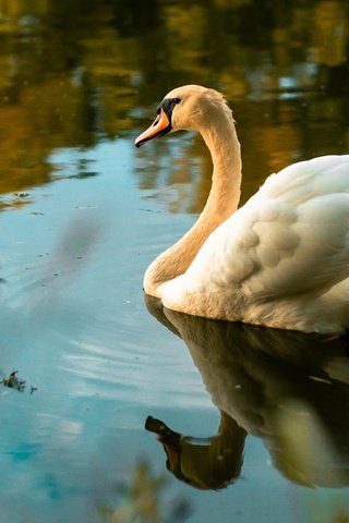 Обои свет, лебедь, вода, боке, отражение, осень, белый, водоем, птица, плавание, light, swan, water, bokeh, reflection, autumn, white, pond, bird, swimming разрешение 3840x2400 Загрузить