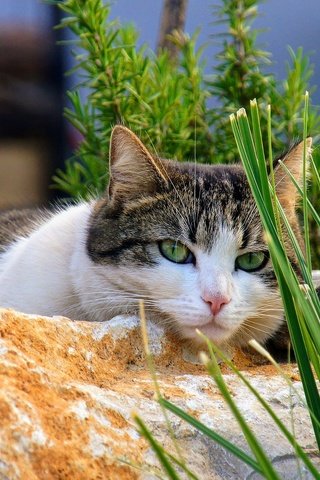 Обои трава, камни, кот, кошка, взгляд, лежит, зеленые глаза, боке, grass, stones, cat, look, lies, green eyes, bokeh разрешение 2560x1440 Загрузить