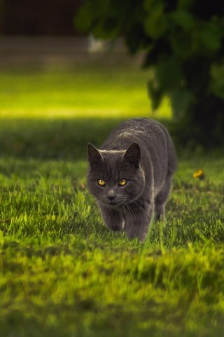 Обои трава, крадётся, кот, кошка, взгляд, серый, прогулка, куст, британский, лужайка, lawn, grass, sneaks, cat, look, grey, walk, bush, british разрешение 2560x1440 Загрузить