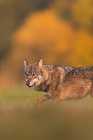 Обои волк, wolf разрешение 2048x1365 Загрузить