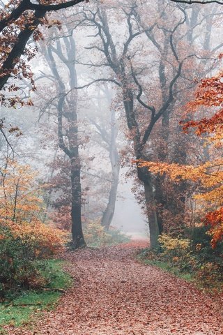 Обои дорога, деревья, природа, лес, туман, осень, road, trees, nature, forest, fog, autumn разрешение 7952x5304 Загрузить