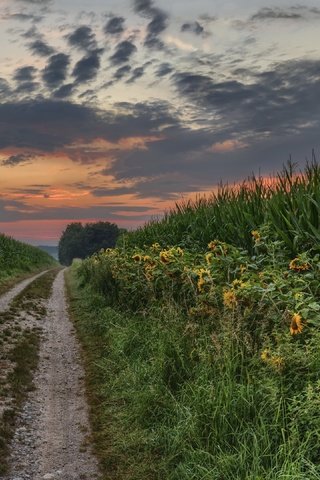 Обои природа, закат, лето, подсолнух, кукуруза, nature, sunset, summer, sunflower, corn разрешение 3840x2160 Загрузить