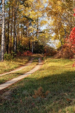 Обои лес, дорожка, осень, forest, track, autumn разрешение 6000x4000 Загрузить