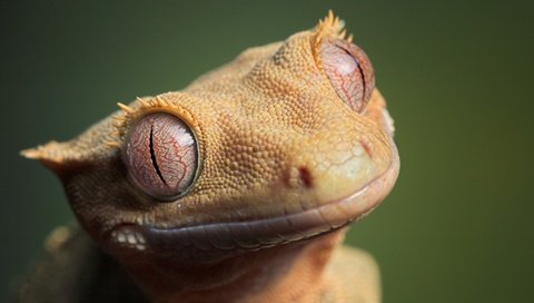 Обои глаза, ящерица, кожа, eyes, lizard, leather разрешение 1920x1080 Загрузить
