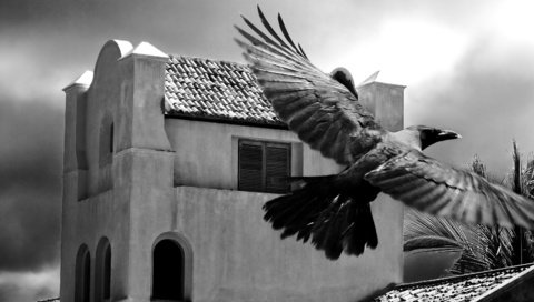 Обои черно-белая, птица, пальма, здание, black and white, bird, palma, the building разрешение 3200x2000 Загрузить