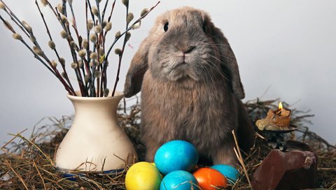 Обои кролик, свеча, пасха, яйца, солома, верба, rabbit, candle, easter, eggs, straw, verba разрешение 4302x3264 Загрузить
