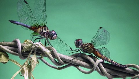 Обои ветка, стрекоза, вьюн, branch, dragonfly, eel разрешение 1920x1200 Загрузить
