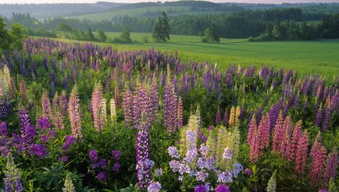 Обои цветы, трава, лес, поле, лето, луг, полевые, flowers, grass, forest, field, summer, meadow разрешение 1920x1200 Загрузить