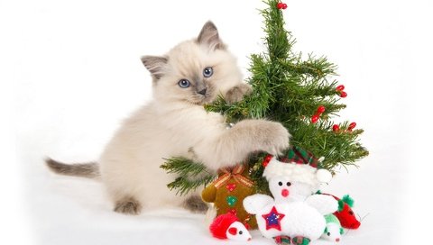 Обои лапки, новый год, ёлочка, елка, мордочка, кошка, взгляд, котенок, снеговик, голубые глаза, legs, new year, herringbone, tree, muzzle, cat, look, kitty, snowman, blue eyes разрешение 1920x1200 Загрузить