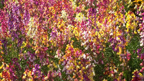 Обои цветы, разноцветные, льнянка, flowers, colorful, lanka разрешение 2560x1600 Загрузить