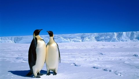 Обои снег, животные, лёд, пингвин, пингвины, антарктика, snow, animals, ice, penguin, penguins, antarctica разрешение 1920x1200 Загрузить
