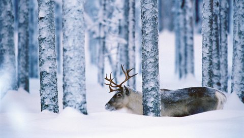 Обои деревья, снег, лес, олень, зима, стволы, рога, trees, snow, forest, deer, winter, trunks, horns разрешение 1920x1080 Загрузить