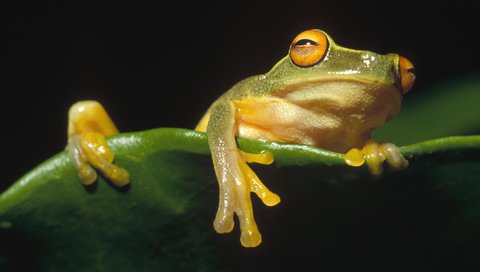 Обои глаза, взгляд, лягушка, древесная лягушка, квакша, eyes, look, frog, tree frog, treefrog разрешение 1920x1080 Загрузить
