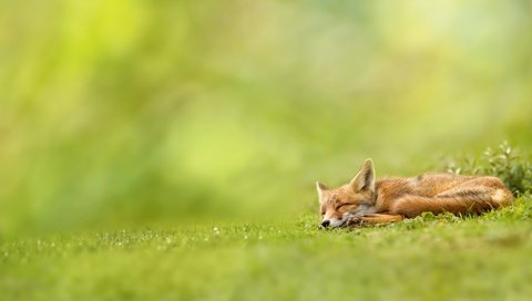 Обои трава, природа, зелень, спит, рыжая, лиса, лисица, волк, grass, nature, greens, sleeping, red, fox, wolf разрешение 1920x1080 Загрузить