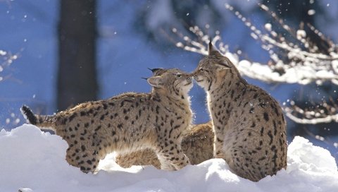 Обои снег, зима, рысь, животные, дикая кошка, рыси, snow, winter, lynx, animals, wild cat разрешение 1920x1200 Загрузить