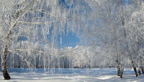 Обои снег, лес, зима, иней, snow, forest, winter, frost разрешение 1920x1200 Загрузить