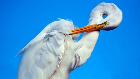 Обои фон, птица, клюв, белая, аист, шея, цапля, background, bird, beak, white, stork, neck, heron разрешение 1920x1200 Загрузить