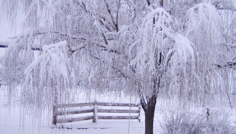 Обои снег, дерево, зима, ветки, мороз, иней, забор, зимний лес, snow, tree, winter, branches, frost, the fence, winter forest разрешение 1920x1200 Загрузить