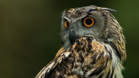 Обои сова, природа, фон, птица, клюв, перья, филин, owl, nature, background, bird, beak, feathers разрешение 1920x1280 Загрузить